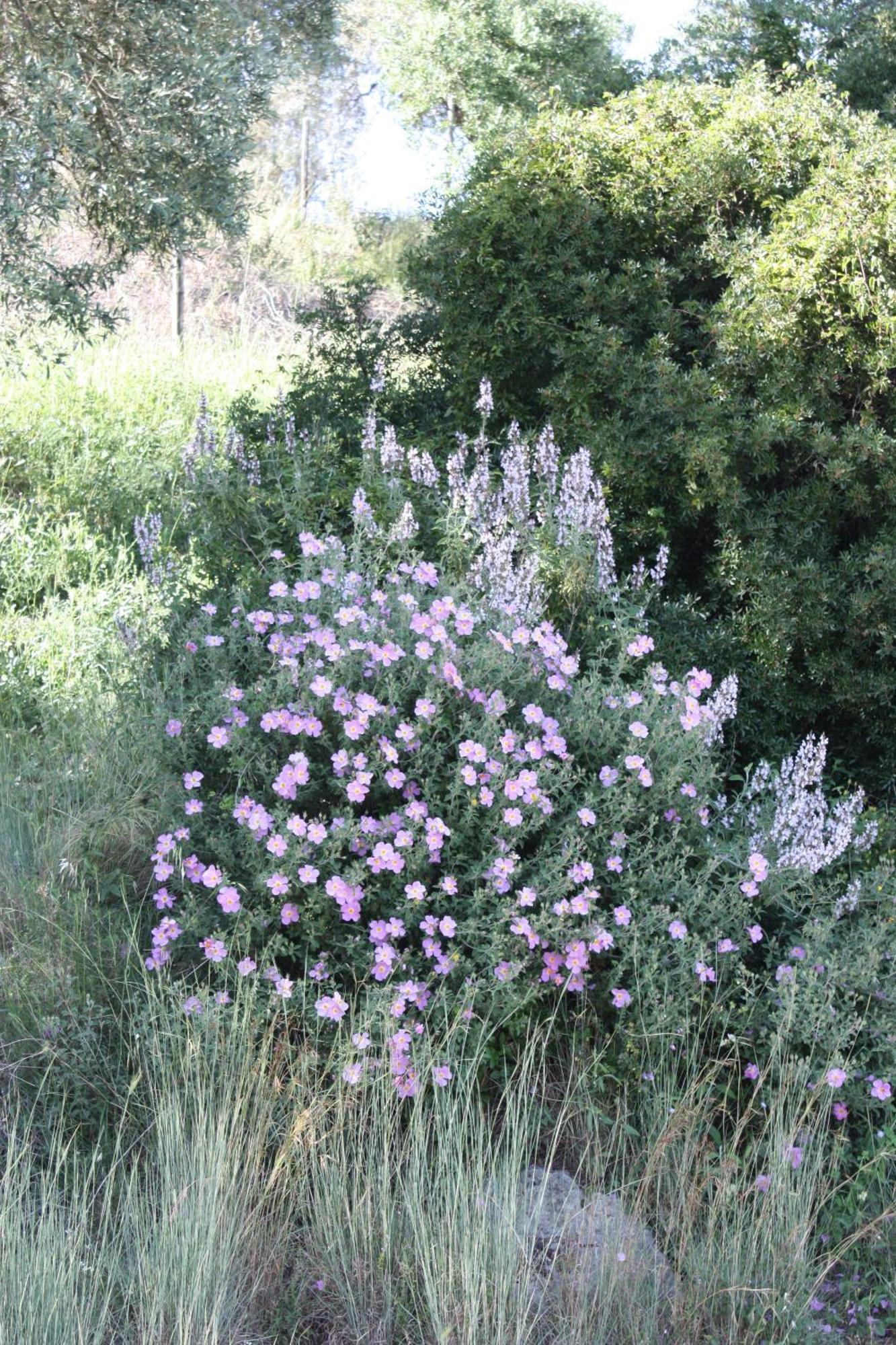 Azienda Agrituristica Biologica Il Querceto Santa Severina Екстер'єр фото