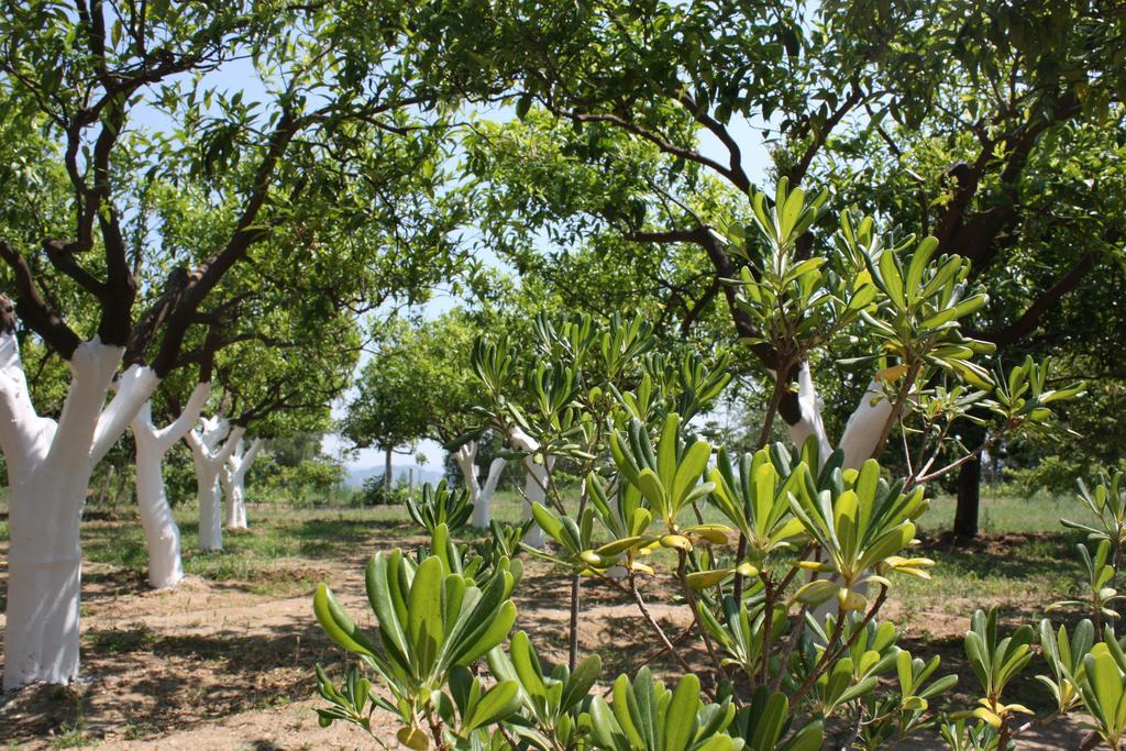Azienda Agrituristica Biologica Il Querceto Santa Severina Екстер'єр фото