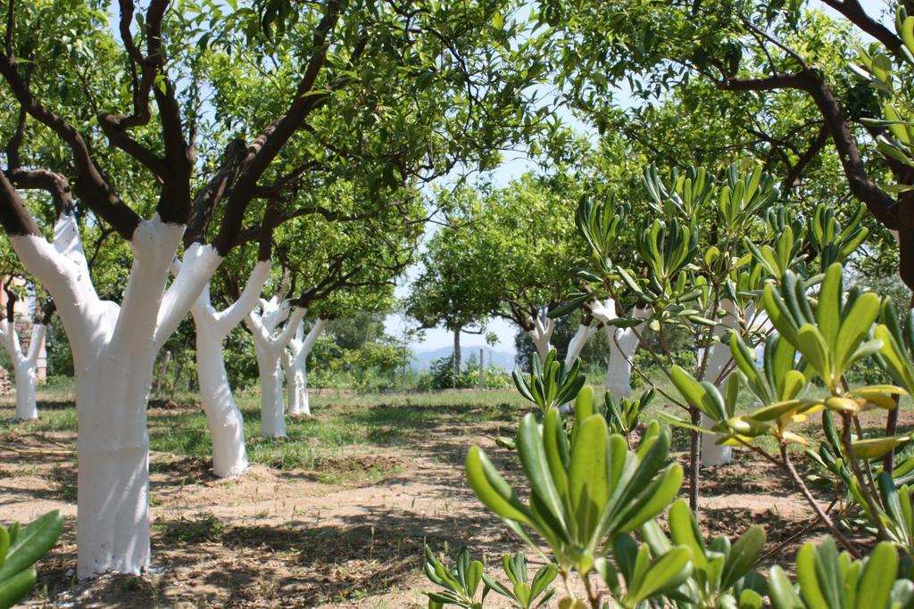 Azienda Agrituristica Biologica Il Querceto Santa Severina Екстер'єр фото